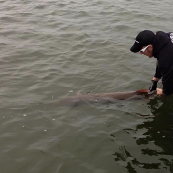 Musky Fishing - Double Nickel Outdoors