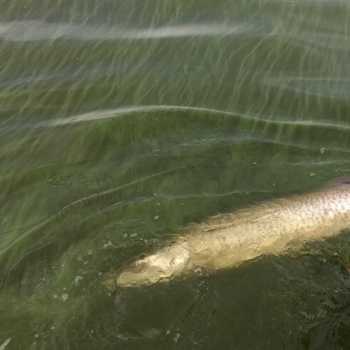 Musky Fishing - Double Nickel Outdoors