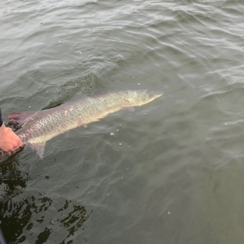 Musky Fishing - Double Nickel Outdoors