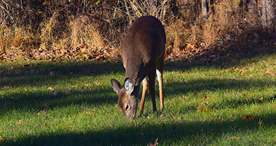 deer food plot seed