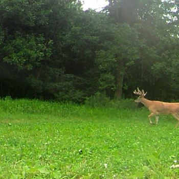 Deer Food Plot