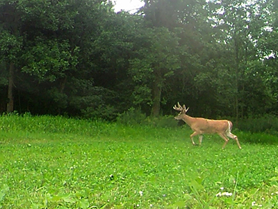 Deer on trail cam in food plot